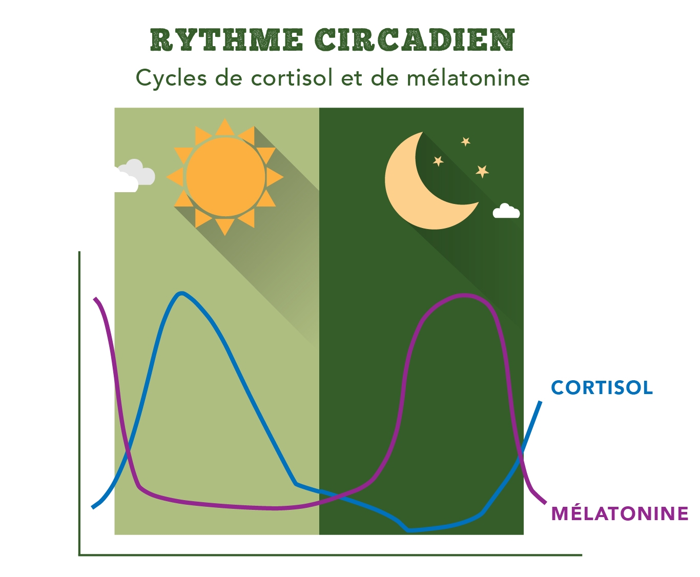 Rythme circadien