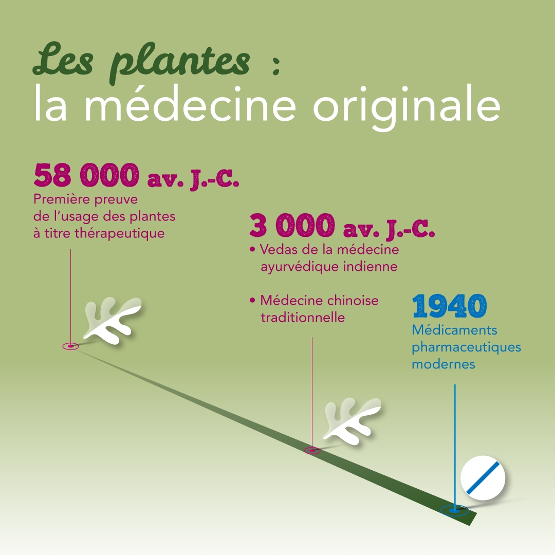 Les plantes : la médecine originale