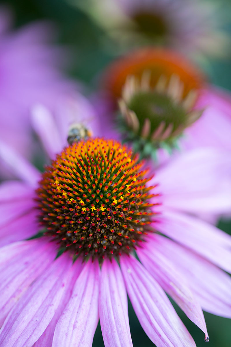 Echinacea for Cold & Flu