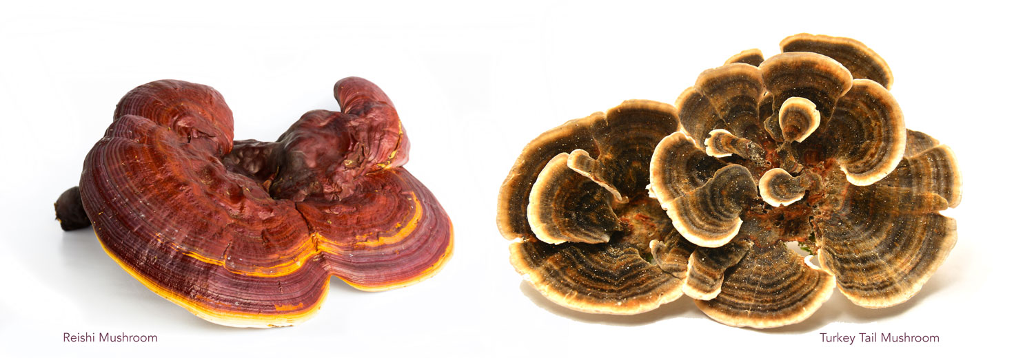 Reishi and Turkey Tail Medicinal Mushrooms