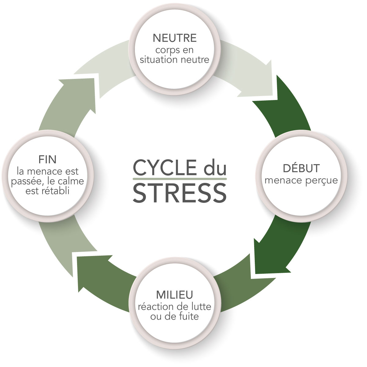 Cycle du stress
