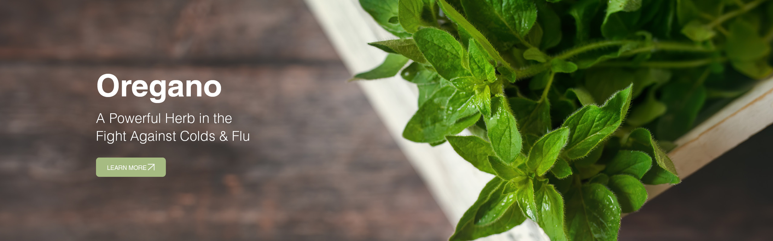 Oregano – a Powerful Herb in the Fight Against Colds & Flu