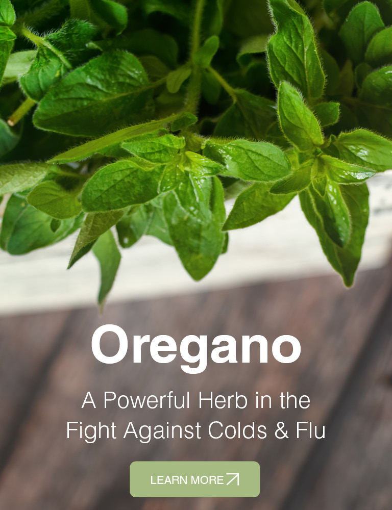 Oregano – a Powerful Herb in the Fight Against Colds & Flu
