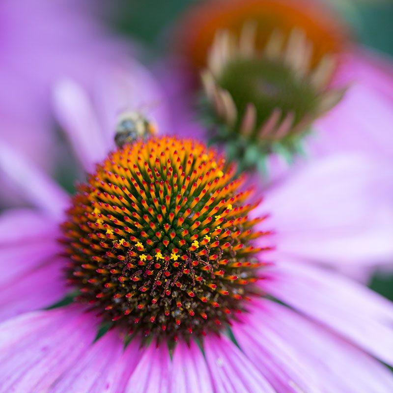 Echinacea for Cold & Flu
